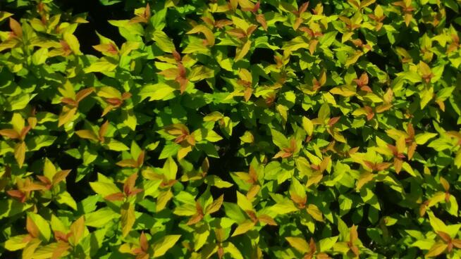 Tawuła japońska Goldflame Spiraea japonica