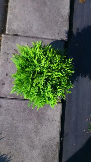 Żywotnik zachodni Danica Tuja Danica