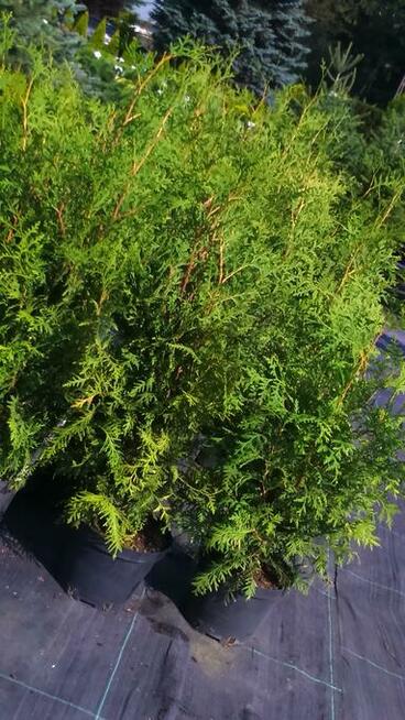 Żywotnik zachodni Brabant Thuja occidentalis