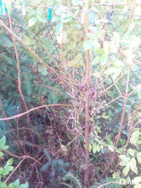 Orzech czarny sadzonki Kopany , pojemnik , doniczka