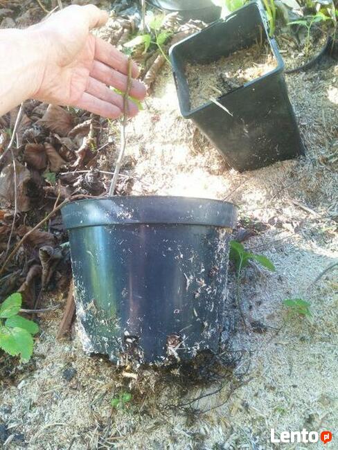 Nalewki z Orzech czarny sadzonki w pojemnikach , doniczka