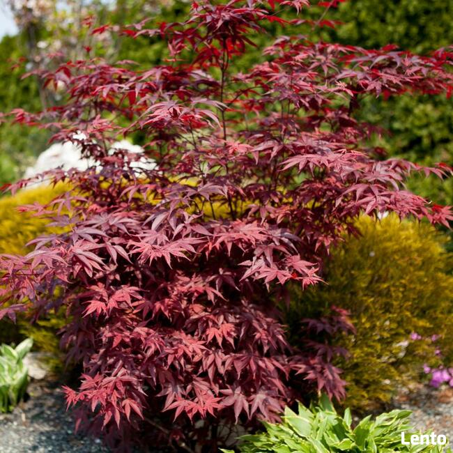 Drzewa Liściaste ozdobne klony lipy brzozy jarzębiny Palmety