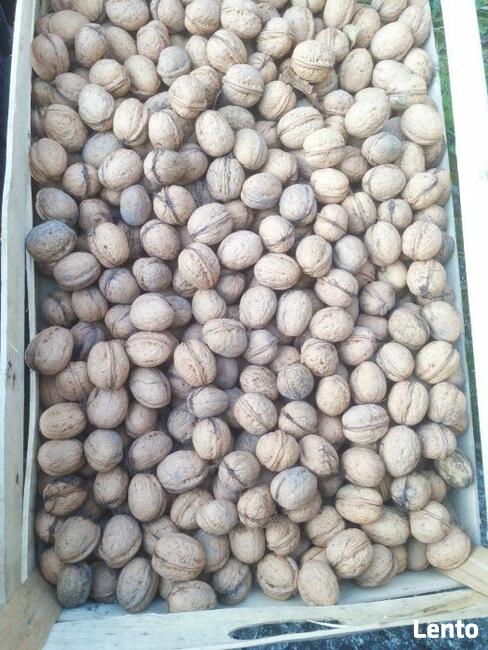 Orzech Włoski Obniżka