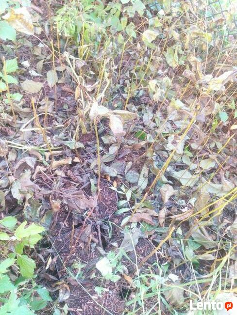 Nalewki z Orzech czarny sadzonki w pojemnikach , doniczka