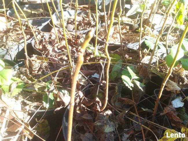 Orzech czarny sadzonki Kopany , pojemnik , doniczka