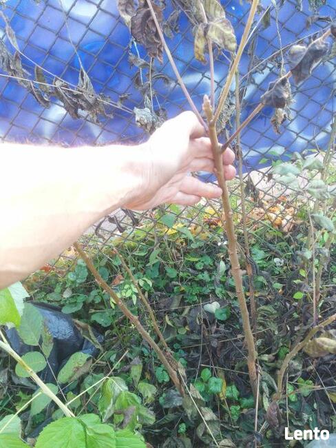 Orzech czarny sadzonki Kopany , pojemnik , doniczka