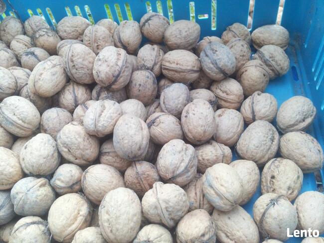 Orzech Włoski Obniżka