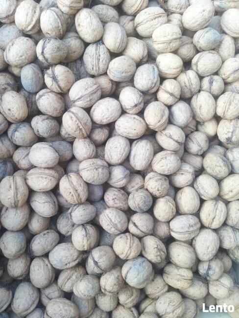 Orzech Włoski Obniżka