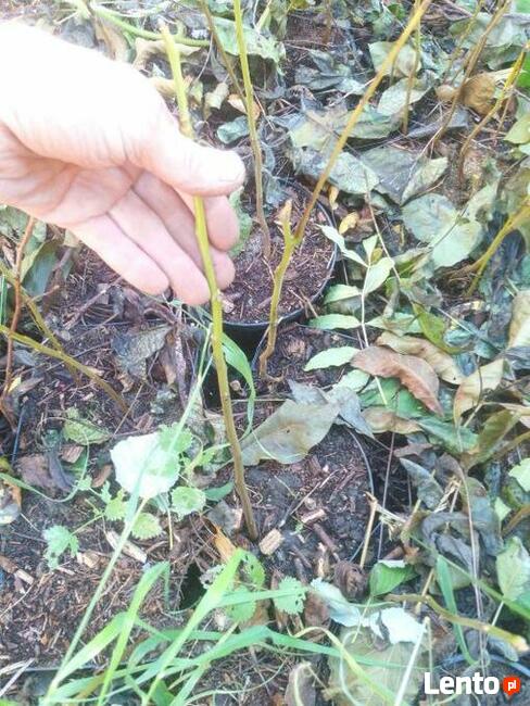 Nalewki z Orzech czarny sadzonki w pojemnikach , doniczka