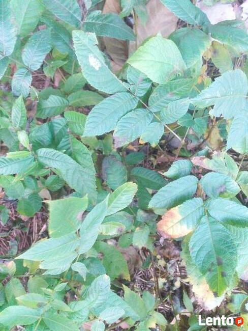 Nalewki z Orzech czarny sadzonki w pojemnikach , doniczka