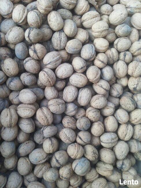 Orzech Włoski Obniżka