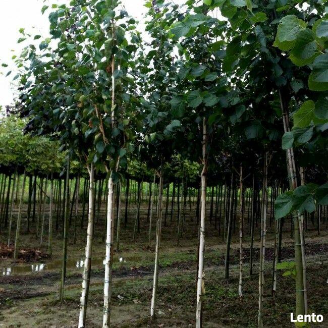 Drzewa Liściaste ozdobne klony lipy brzozy jarzębiny Palmety