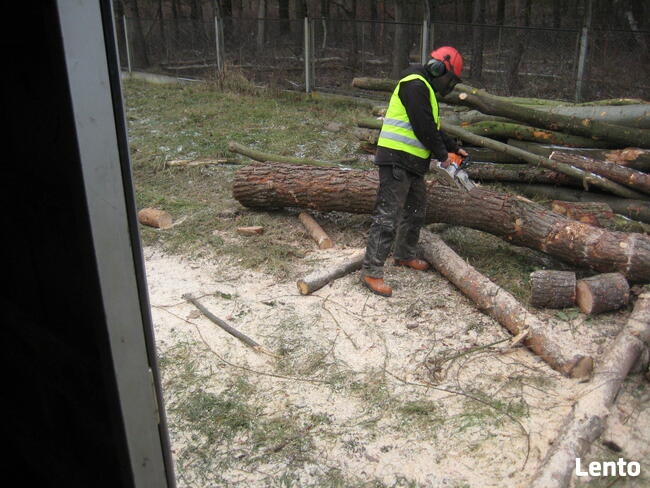Drewno opałowe: sosna, świerk, lipa, wierzba - klocki 30 cm.