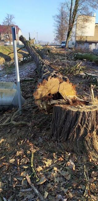 przygotowanie terenu pod budowę , wycinanie drzew