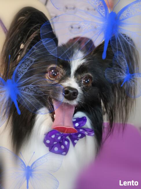 Strzyżenie psów, Groomer, psi fryzjer Poznań