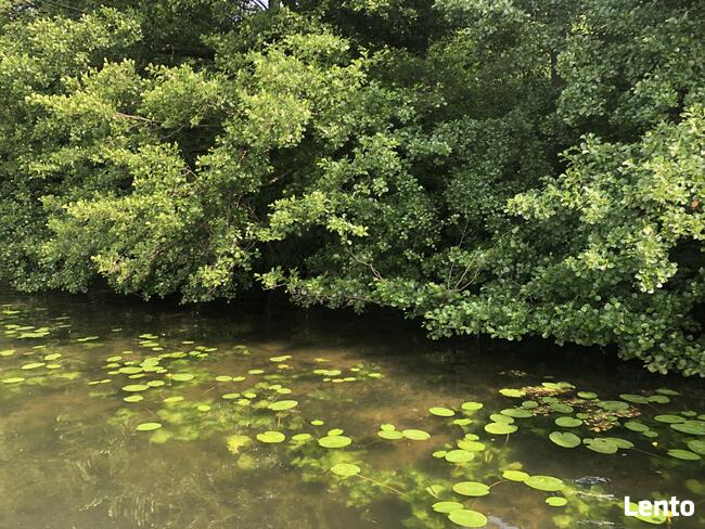 BORY TUCHOLSKIE- CEKCYN z dostępem do jeziora- gaz, prąd, kan.