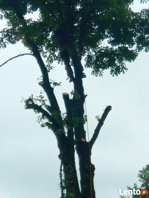 Karczowanie, czyszczenie działek , frezowanie pni !