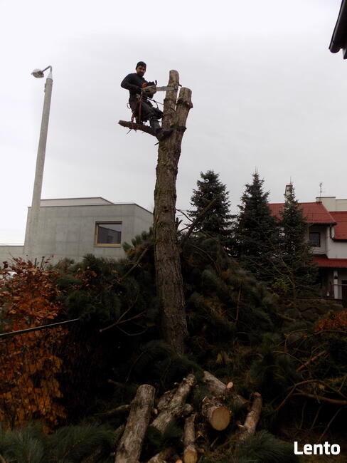 Karczowanie, czyszczenie działek , frezowanie pni !
