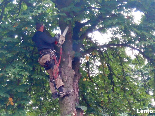 Karczowanie, czyszczenie działek , frezowanie pni !