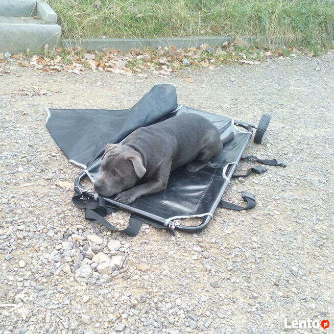 Nosze transportowe dla zwierząt