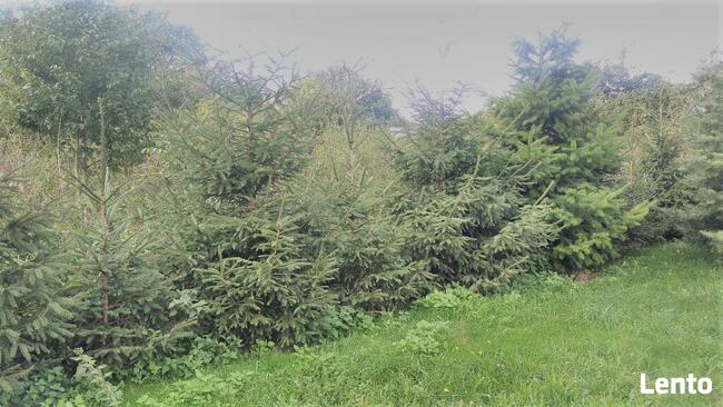 Dom z ogrodem Jaraczewo