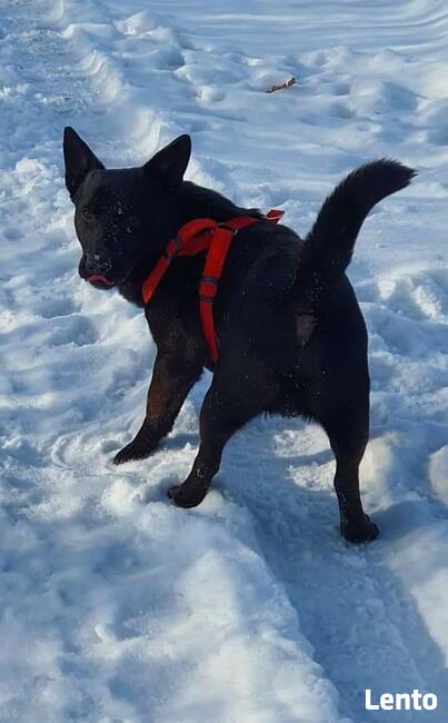 AXEL psi ideał szuka domku gdzie będzie członkiem rodziny