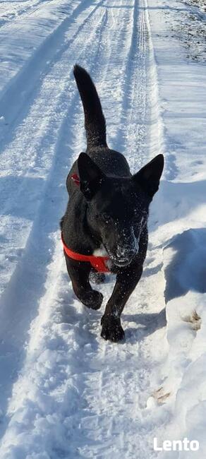 AXEL psi ideał szuka domku gdzie będzie członkiem rodziny