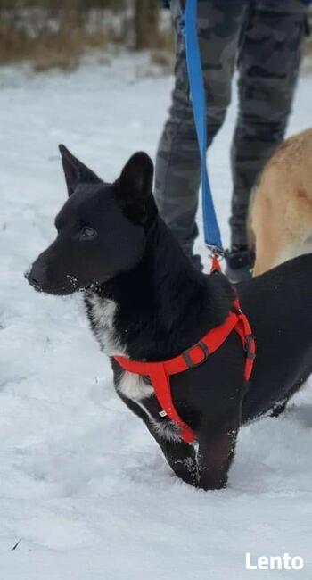 AXEL psi ideał szuka domku gdzie będzie członkiem rodziny