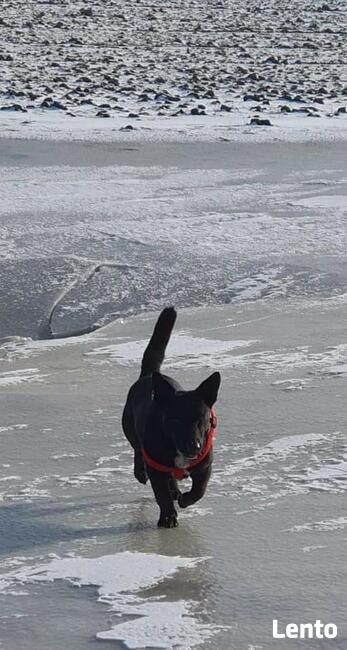 Wesoły energiczny piesek marzy o domu gdzie zazna szczęścia
