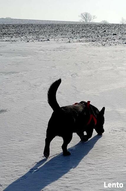 Wesoły energiczny piesek marzy o domu gdzie zazna szczęścia