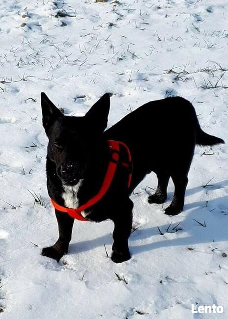 Wesoły energiczny piesek marzy o domu gdzie zazna szczęścia