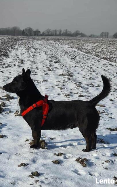 Wesoły energiczny piesek marzy o domu gdzie zazna szczęścia