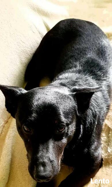 AXEL psi ideał szuka domku gdzie będzie członkiem rodziny