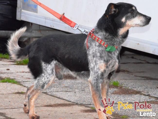 HAZARDZIK-starszy, niewielki psiak po przejściach szuka dom