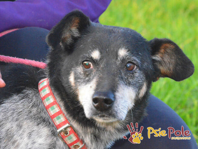 HAZARDZIK-starszy, niewielki psiak po przejściach szuka dom