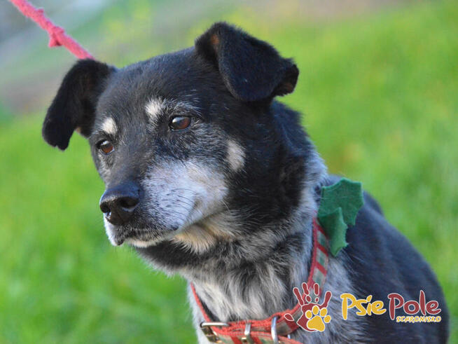 HAZARDZIK-starszy, niewielki psiak po przejściach szuka dom