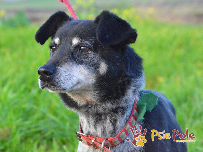 HAZARDZIK-starszy, niewielki psiak po przejściach szuka dom