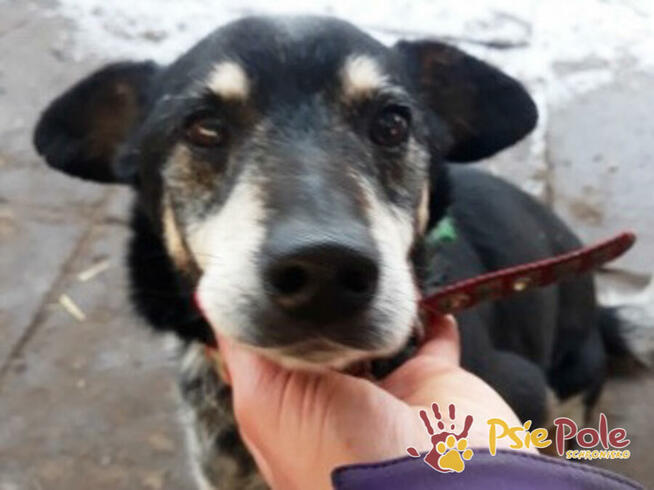 HAZARDZIK-starszy, niewielki psiak po przejściach szuka dom