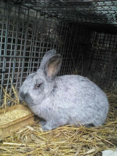 Wielki Jasnosrebrzysty WJS Samiec królik/króliki