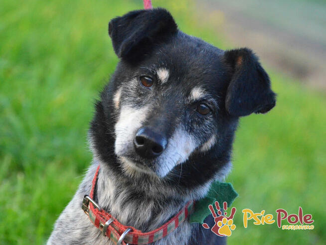 HAZARDZIK-starszy, niewielki psiak po przejściach szuka dom