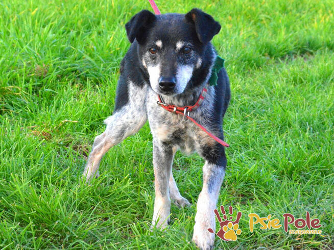HAZARDZIK-starszy, niewielki psiak po przejściach szuka dom