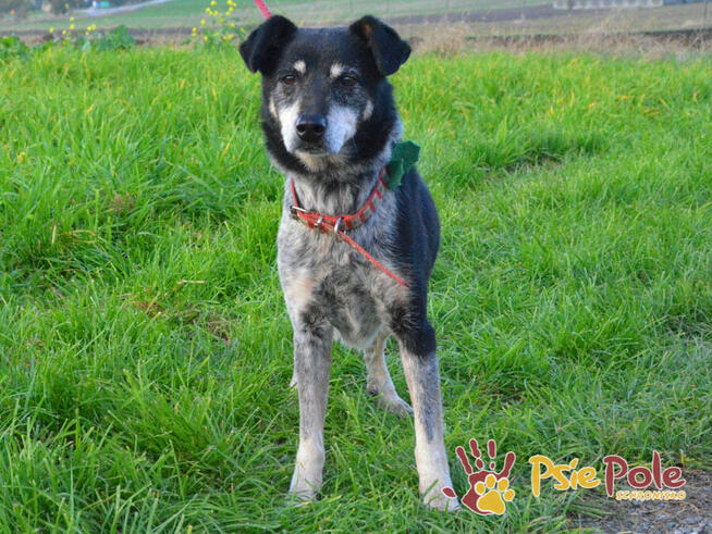 HAZARDZIK-starszy, niewielki psiak po przejściach szuka dom