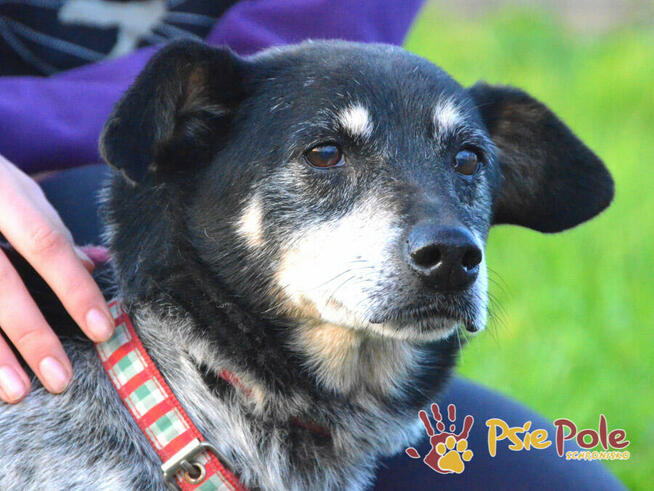 HAZARDZIK-starszy, niewielki psiak po przejściach szuka dom