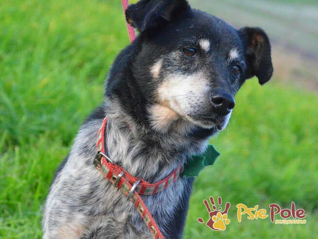 HAZARDZIK-starszy, niewielki psiak po przejściach szuka dom