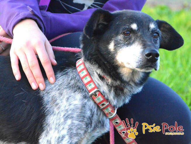 HAZARDZIK-starszy, niewielki psiak po przejściach szuka dom