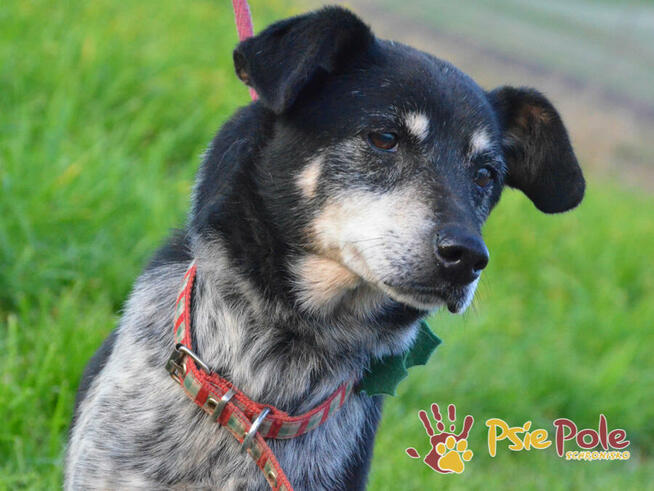 HAZARDZIK-starszy, niewielki psiak po przejściach szuka dom