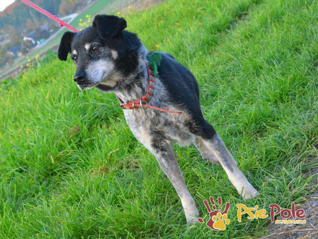 HAZARDZIK-starszy, niewielki psiak po przejściach szuka dom