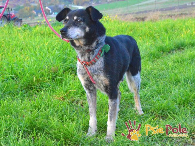 HAZARDZIK-starszy, niewielki psiak po przejściach szuka dom