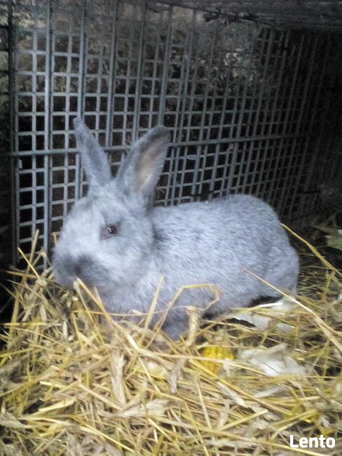 Wielki Jasnosrebrzysty WJS Samiec królik/króliki