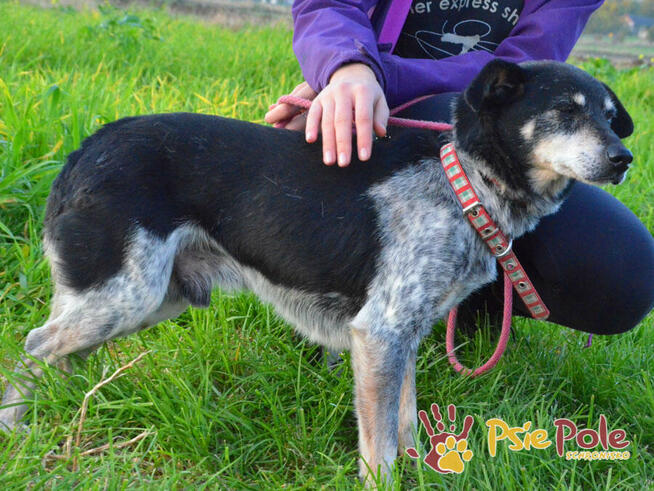 HAZARDZIK-starszy, niewielki psiak po przejściach szuka dom